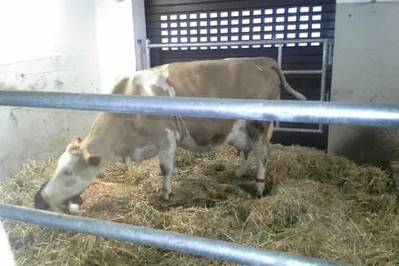 Landwirtschaft Bild 22